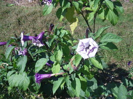 LWSTORE 30 Ballerina Double Purple Angels Trumpet Seeds Datura Metel USPS Shippi - £9.09 GBP