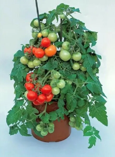 25 Tomato Seeds Totem F1 Hybrid Dwarf Tomato - £13.36 GBP