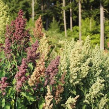Organic Red Quinoa Seeds – 50 Pcs, High-Yield, Nutrient-Rich Whole Grain for Hea - £6.79 GBP