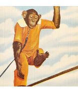 1940s Ringling Bros Barnum &amp; Bailey Linen Postcard Chimpanzee Tightrope ... - €34,08 EUR