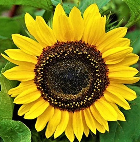 Domino Sunflower Seeds 50+ Seeds Non Gmo Fresh Garden - £3.12 GBP