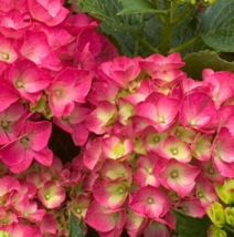 5 Pc Seeds City Lime Hydrangea Flower Perennial Hydrangea Seeds for Planting |RK - $12.60