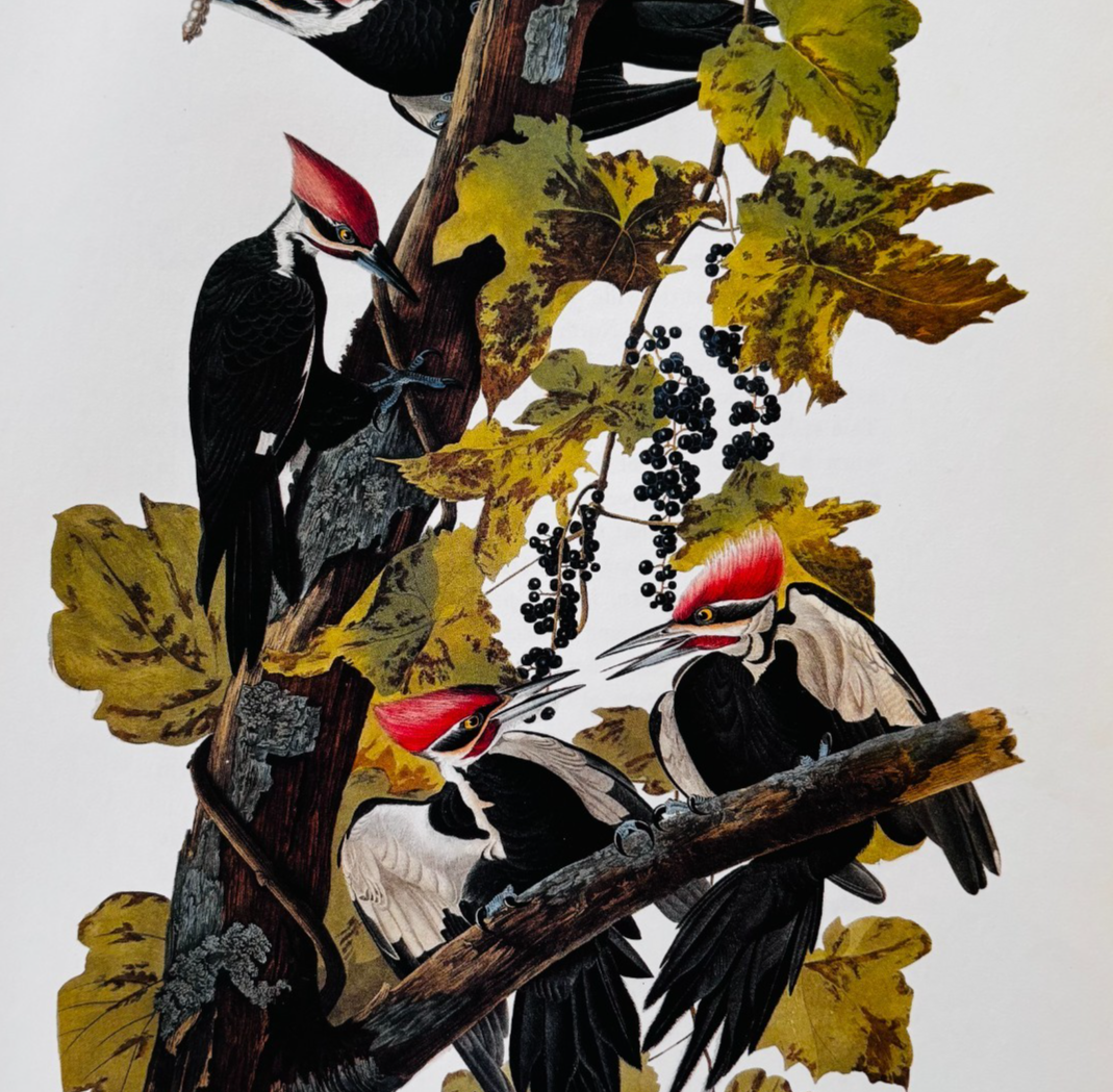 1979 Pileated Woodpecker Color Plate Print Audubon Birds Of America Art ... - $29.99