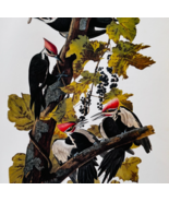 1979 Pileated Woodpecker Color Plate Print Audubon Birds Of America Art ... - $29.99