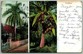 Cocoanut Alberi Multi Vista Florida Fl Udb Cartolina F9 - £2.95 GBP