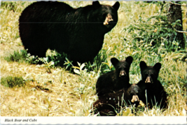 Black Bear And Cubs Postcard - £5.53 GBP