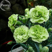 Green Carnation Flowers 50 Seeds Mother S Flowers E3672 Fresh Seeds USA - $6.72