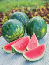 50 Piccolo Seedless Watermelon Seeds - Planting Gardening USA SHIPPING - £10.62 GBP