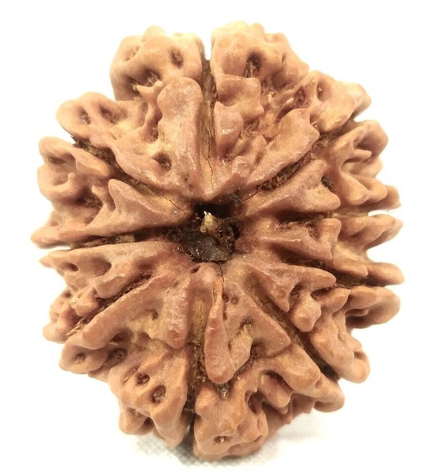 Collector size 9 mukhi rudraksha - 25.55 mm - Nepal - Lab Certified - $153.45