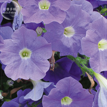 Mik Light Purple Petunia Seeds 200 Seeds Beautiful - $7.11