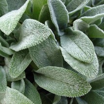 Woolly Lamb S Ear Seeds Stachys Byzantina 40 Seeds Gardening USA SELLER - $29.90