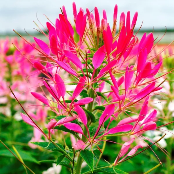 USA Seller FreshBright Pink Cleome Spider Flower 25 Seeds 14 Kinds Of Cleome - £10.98 GBP