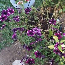 Petunia Dark Purple And White Flower Seeds Fresh Garden - £9.42 GBP