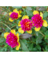 Cinderella Fairy Tale Purslane  - Pink &amp; Yellow Flowers - Double Guava P... - $129.11 MXN
