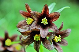 10 Chocolate Lily Black Kamchatka Brown Fritillaria Camschatcensis - £13.58 GBP