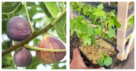 Fresh New Brown Turkey Fig ficus carica Live Plant 1 QT - $54.99