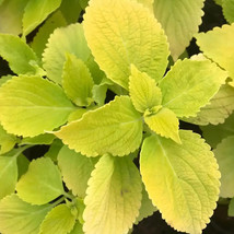 US Seller Coleus Blumei Seeds #Col05 Yellow Fast Shipping - $13.59