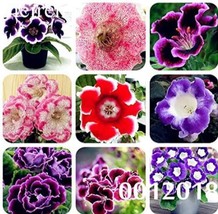 USA SELLER Gloxinia Seedling Climbing Gloxinia Flower Seeds Fresh Seeds - $11.78