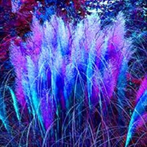 400  pcs/bag pampas grass, rare reed flower seeds Grass Pampas seeds are very be - £3.58 GBP