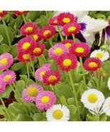 400 English Daisy Mix Flower Seeds European Wildflower Early Blooms Groundcover  - $258.87 MXN