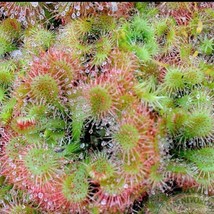Drosera Spatulata Starter Plant 2 Plants New Fresh  - $48.60