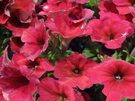 Pelleted Petunia Seeds Easy Wave Berry Velour 25 Petunia Seeds Garden USA - £14.76 GBP