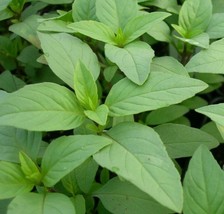 Guashi Store Lime Basil Seeds 300 Garden Herbs Cuisine Culinary Cooking Spice Fa - £7.04 GBP