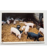 POSTCARD - PIGS IN STY - £2.65 GBP