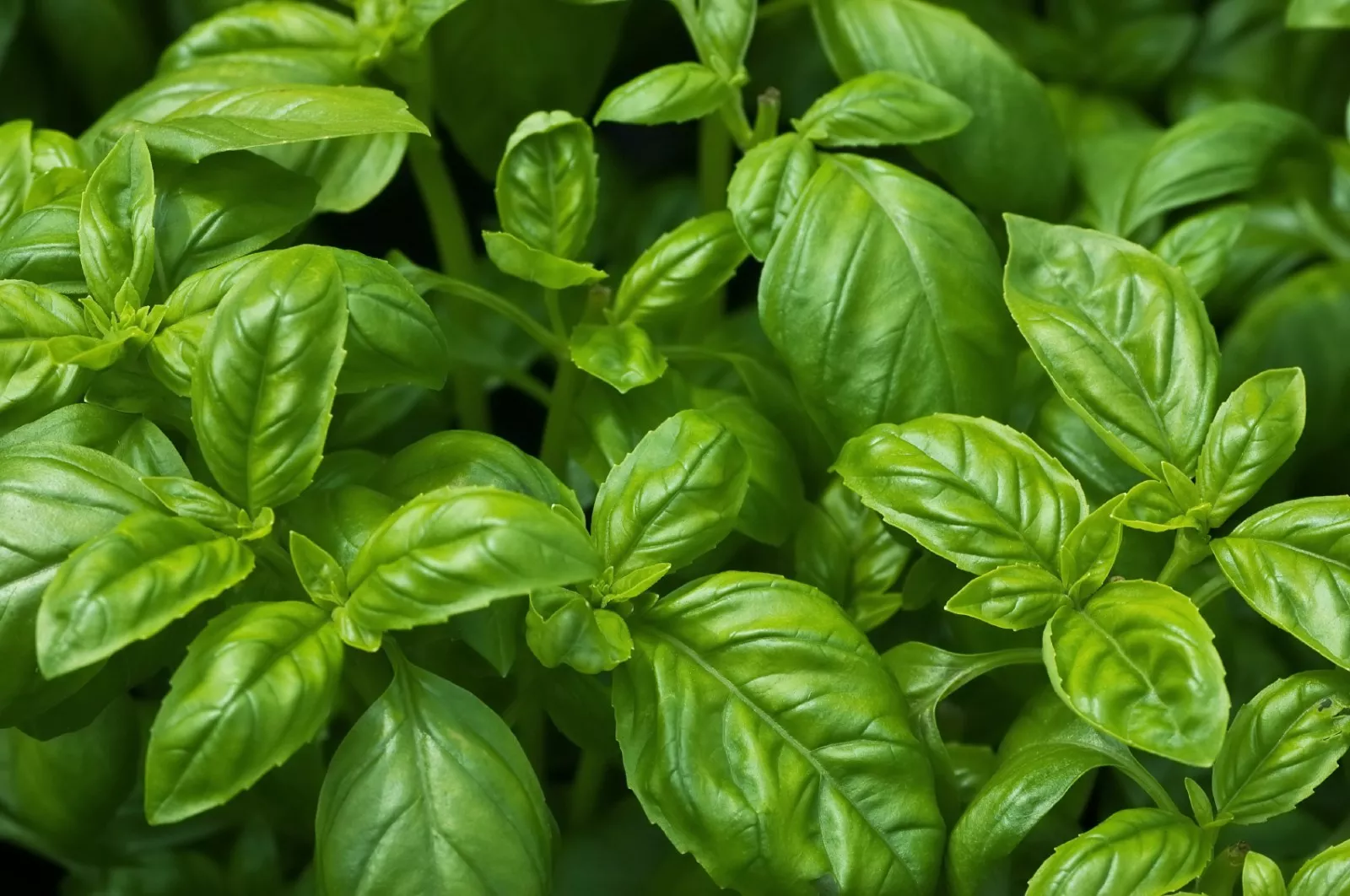 HGBO 250 Sweet Basil Seeds Non GMO Common Basil Easy Grow Herb Bulk Seeds - $8.38