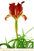 5906.Iris acutiloba C.A.M Flower nature 18x24 Poster.Interior design.Decoration  - £22.38 GBP