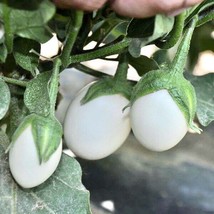 ArfanJaya 20 White Egg Plant Seeds Non-GmoOrganic Fresh Garden Seeds Pla... - £7.27 GBP