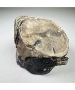 Eden Valley Petrified Wood Blue Forest Wyoming Polished Limb Cast Bark C... - $34.64