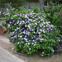 5 Seeds Brunfelsia Yesterday Today And Tomorrow 3 Colors One Plant Fast Ship Fre - $17.68