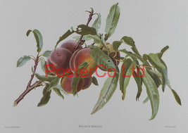 Prunus persica (Peach) - Carlos von Riefel - Framed Print - 12&quot;H x 16&quot;W - £41.01 GBP