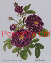 Rosa Gallica (Tuscany Superb) - Leslie Greenwood - Framed Print - 16&quot;H x 12&quot;W - £41.01 GBP
