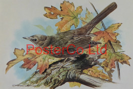 Female Blackbird - Basil Ede - Royle 1975 - Framed Vintage Poster Print - 12&quot;H x - £40.64 GBP