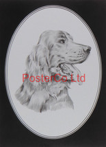 Red Setter - Framed Print - 14&quot;H x 11&quot;W - £26.04 GBP