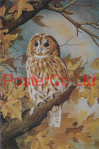 Tawny Owl - Basil Ede - Royle 1975 - Framed Vintage Poster Print - 16&quot;H x 12&quot;W - £40.64 GBP