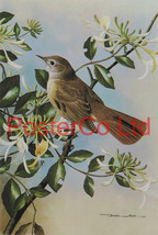 Nightingale &amp; Wild Honeysuckle - Basil Ede - Royle 1975 - Framed Vintage... - $51.00