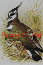 Lapwing - Basil Ede - Royle 1975 - Framed Vintage Poster Print - 16&quot;H x 12&quot;W - £40.76 GBP