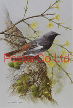 Black Redstart - Basil Ede - Royle 1975  - Framed Vintage Poster Print - 16&quot;H x  - £40.13 GBP