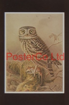 An item in the Art category: Little Owl - John Gerrard Keulemans - Framed Print - 14"H x 11"W