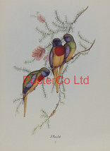 Birds sitting on a Branch - John Gould - Framed Print - 14&quot;H x 11&quot;W - £25.70 GBP