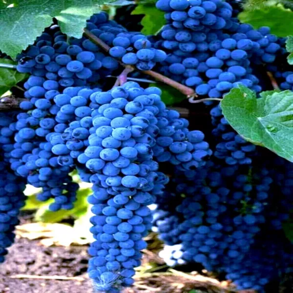 20 Wine Grape Seeds (Vitis Vinifera) Vine Tree Fast Hardy Fruit Plant Fresh Gard - £14.43 GBP