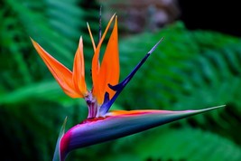 Free Shipping 5 Seeds Birds Of Paradise {Strelitzia Reginae} Us Seed - £12.77 GBP