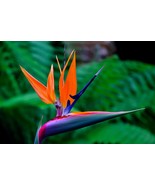 FREE SHIPPING 5 seeds Birds of Paradise {Strelitzia reginae} US SEED - $15.99