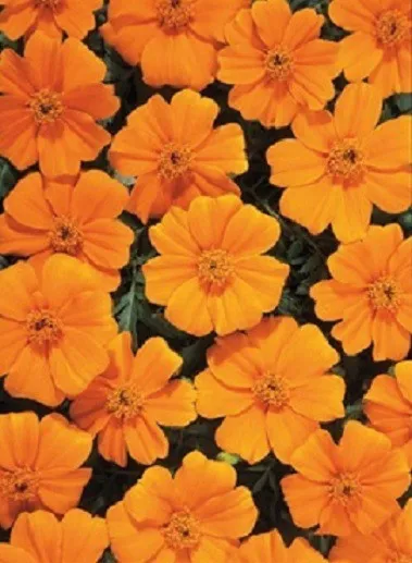 50 Marigold Seeds French Disco Orange Plant Seeds - £9.55 GBP