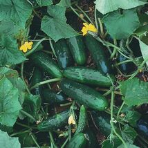 Marketmore 76 Cucumber Seeds, NON-GMO, Variety Sizes Sold, FREE SHIP - €1,69 EUR+