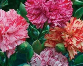 30 Pc Seeds Carnation Chabaud Picotee Mix Flower, Carnation Seeds Flower | RK - £13.42 GBP