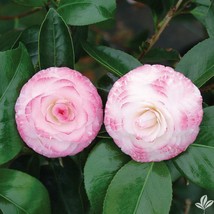 Grace Albritton *Bicolor Bloom Camellia Japonica-Live Starter Plant - £29.56 GBP